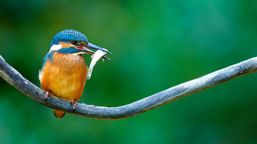 Martin-pêcheur d’Europe- Alcedo atthis
